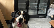 Marny a rejoint le concours — aidez-le/la à gagner de superbes lots ! appliance, bernese_mountain_dog, cabinet, countertop, dog, face, floor, fur, happy, home, indoor, kitchen, large_dog, paw, pet, refrigerator, sitting, smiling, tongue_out, wood_floor