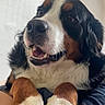 Marny participe au concours pour gagner de l'argent avec cette photo : bernese_mountain_dog, black_white_brown, blanket, brown_eyes, close_up, companion, dog, friendly, front_paws, fur, human_arm, indoor, nose, paws, pet, portrait, resting, teeth, wall, whiskers