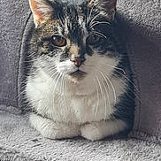 Simca participe au concours pour gagner de l'argent avec cette photo : cat, tabby_cat, white_fur, pet, animal, cozy, cat_condo, plush, feline, indoor, resting, curious, soft_texture, whiskers, ears, face, close_up, cute, domestic_cat, furry