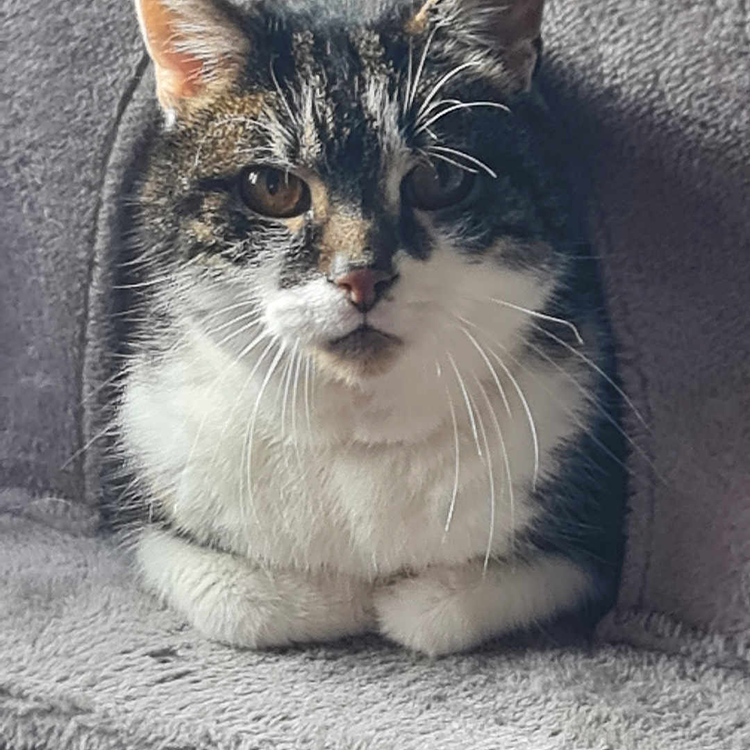 Simca participe au concours pour gagner de l'argent avec cette photo : animal, cat, cat_condo, close_up, cozy, curious, cute, domestic_cat, ears, face, feline, furry, indoor, pet, plush, resting, soft_texture, tabby_cat, whiskers, white_fur