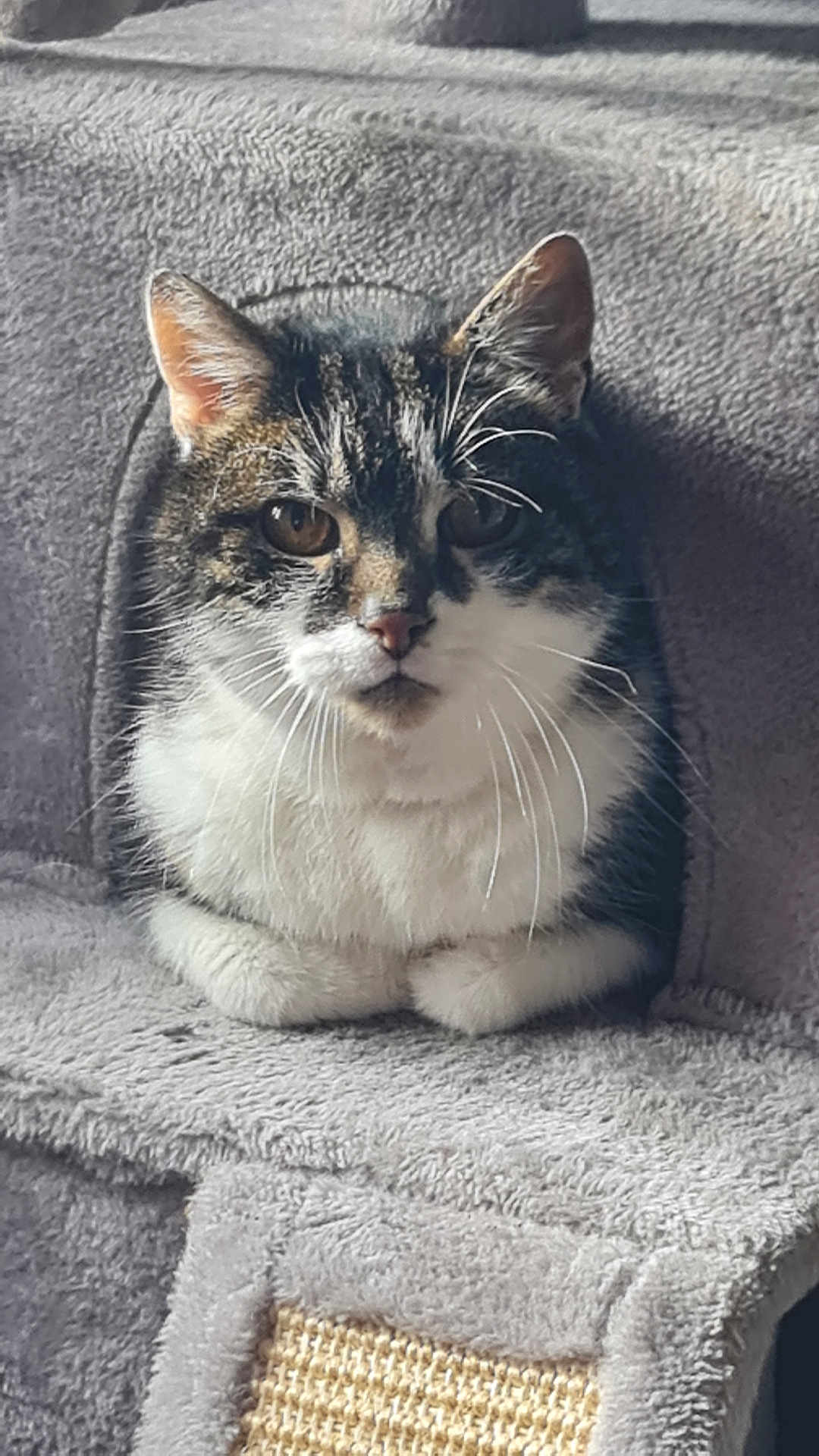 Simca participe au concours pour gagner de l'argent avec cette photo : cat, tabby_cat, white_fur, pet, animal, cozy, cat_condo, plush, feline, indoor, resting, curious, soft_texture, whiskers, ears, face, close_up, cute, domestic_cat, furry