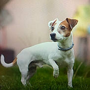 Faro a rejoint le concours — aidez-le/la à gagner de superbes lots ! alert, animal, brown, canine, collar, dog, domestic, ears, eyes, fur, grass, jack_russell_terrier, nature, nose, outdoor, paw_raised, pet, portrait, standing, white