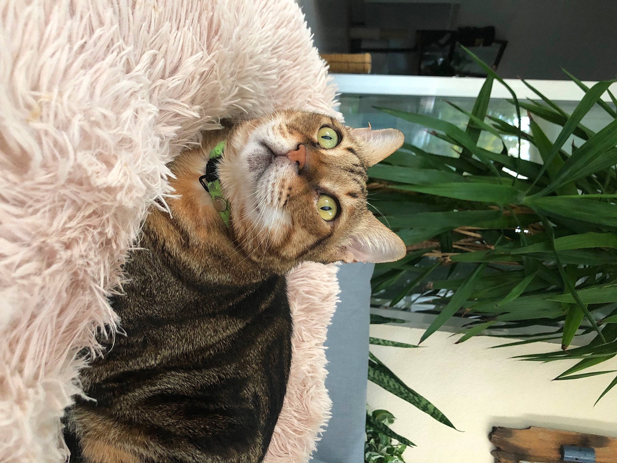 London participe au concours pour gagner de l'argent avec cette photo : arecales, art, carnivore, cat, domestic_short_haired_cat, event, fawn, felidae, fur, houseplant, palm_tree, plant, small_to_medium_sized_cats, snout, tail, terrestrial_animal, terrestrial_plant, tree, twig, whiskers