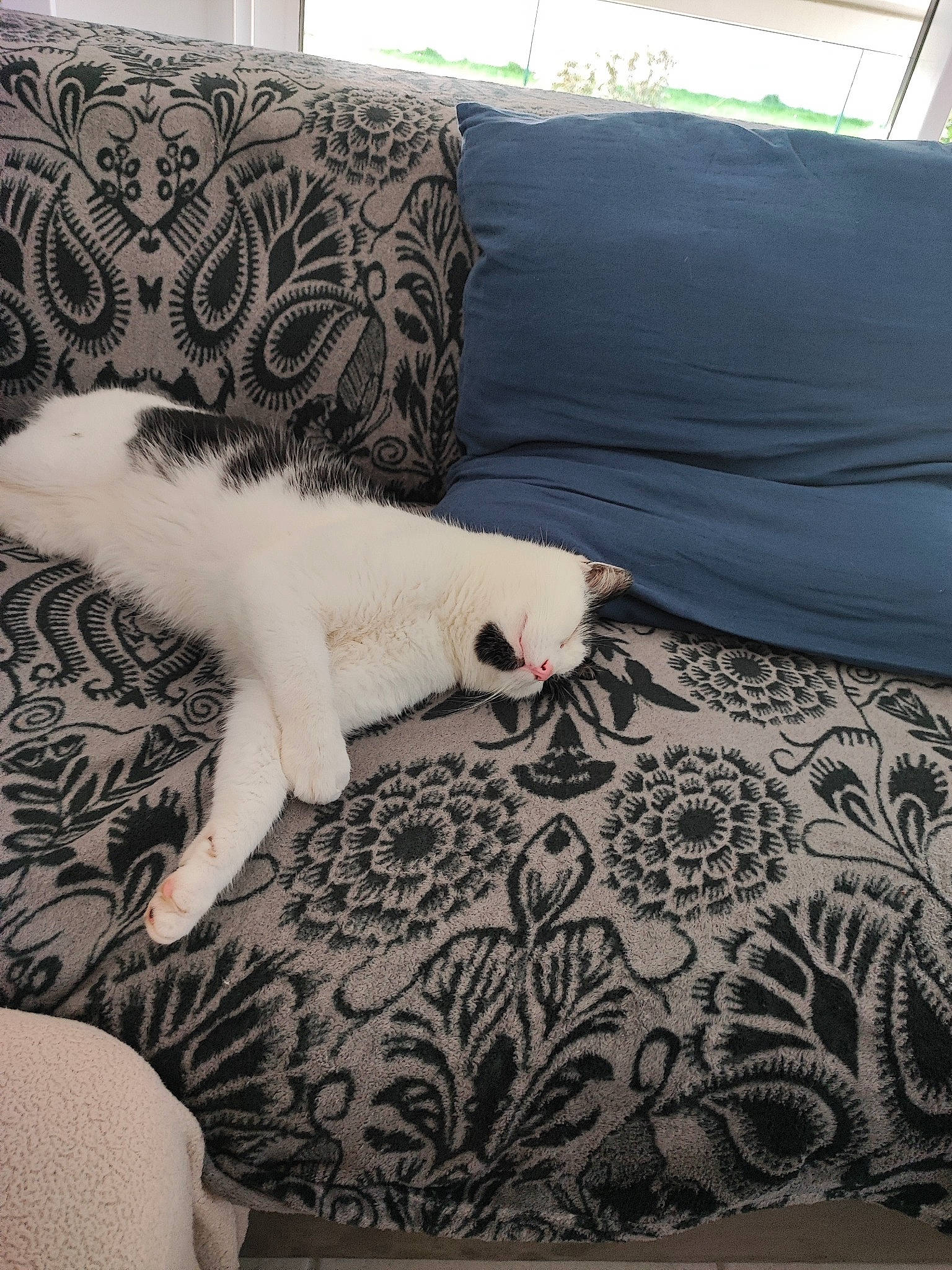 Johnny participe au concours pour gagner de l'argent avec cette photo : bedding, canidae, carnivore, cat, comfort, domestic_short_haired_cat, felidae, flooring, fur, grey, human_leg, linens, pattern, paw, room, small_to_medium_sized_cats, tail, textile, whiskers, window