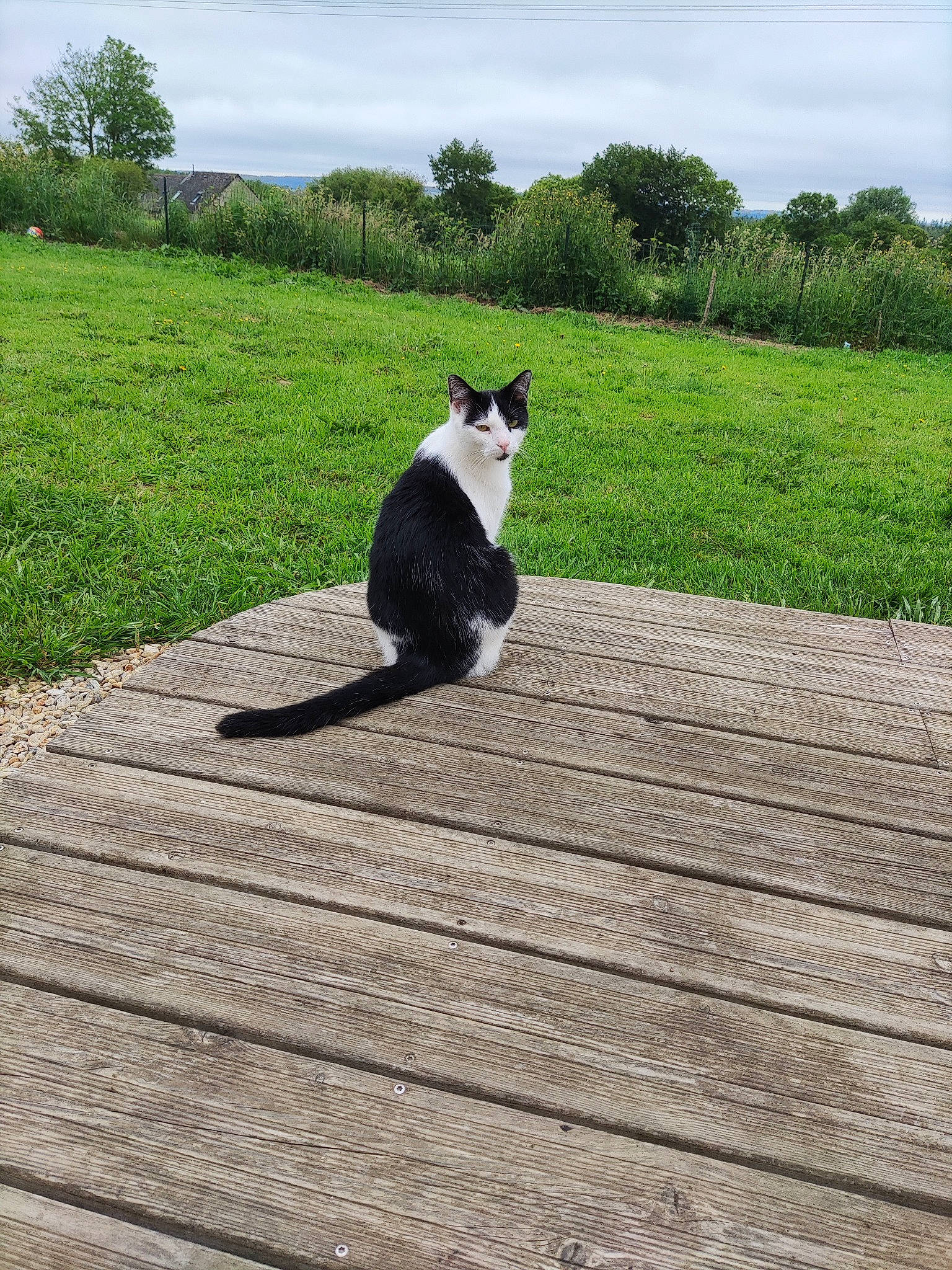 Johnny a rejoint le concours — aidez-le/la à gagner de superbes lots ! carnivore, cat, cloud, companion_dog, dog_breed, felidae, formal_wear, grass, hardwood, landscape, leisure, mammal, plant, sky, small_to_medium_sized_cats, snout, tail, tree, whiskers, wood