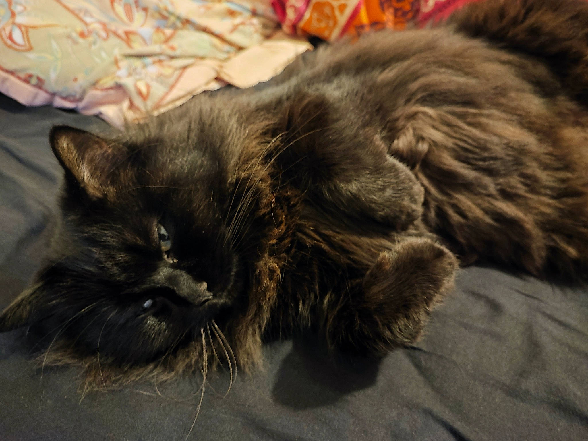 Berlioz participe au concours pour gagner de l'argent avec cette photo : black_cat, carnivore, cat, claw, comfort, domestic_short_haired_cat, felidae, fur, grey, nap, paw, sand, sleep, small_to_medium_sized_cats, snout, tail, terrestrial_animal, whiskers