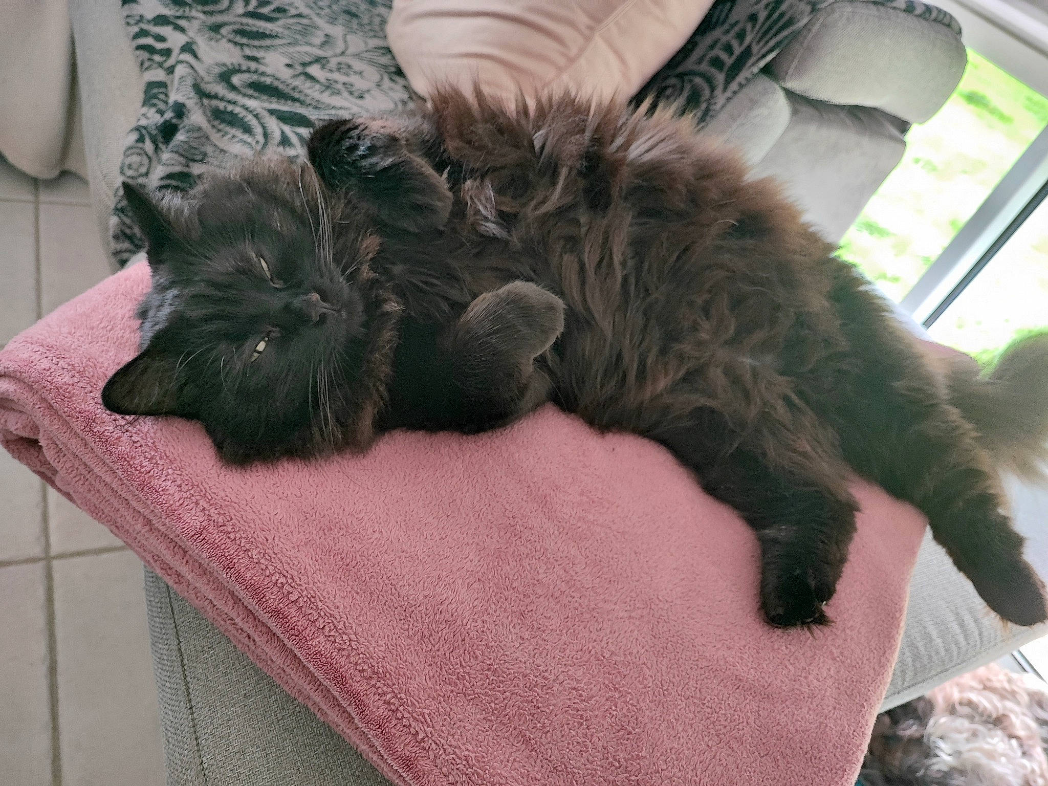 Berlioz participe au concours pour gagner de l'argent avec cette photo : bed, black_cat, canidae, carnivore, cat, claw, comfort, companion_dog, dog_breed, domestic_short_haired_cat, fawn, felidae, fur, human_leg, nap, paw, small_to_medium_sized_cats, sporting_group, tail, whiskers