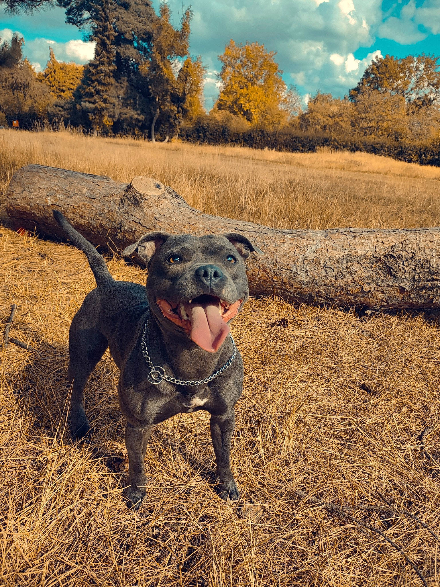 Hera joined the competition — help win amazing prizes! agriculture, canidae, carnivore, cloud, collar, companion_dog, dog, dog_breed, dog_collar, fawn, grass, grassland, landscape, plant, sky, snout, soil, terrestrial_animal, tree, working_animal