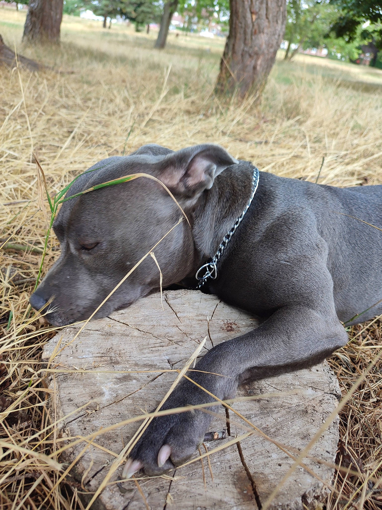 Hera is registered to the contest to win money with this photo: adventure, canidae, carnivore, collar, dog, dog_breed, dog_collar, fawn, grass, gun_dog, leash, liver, plant, recreation, snout, soil, sporting_group, terrestrial_animal, tree, working_animal