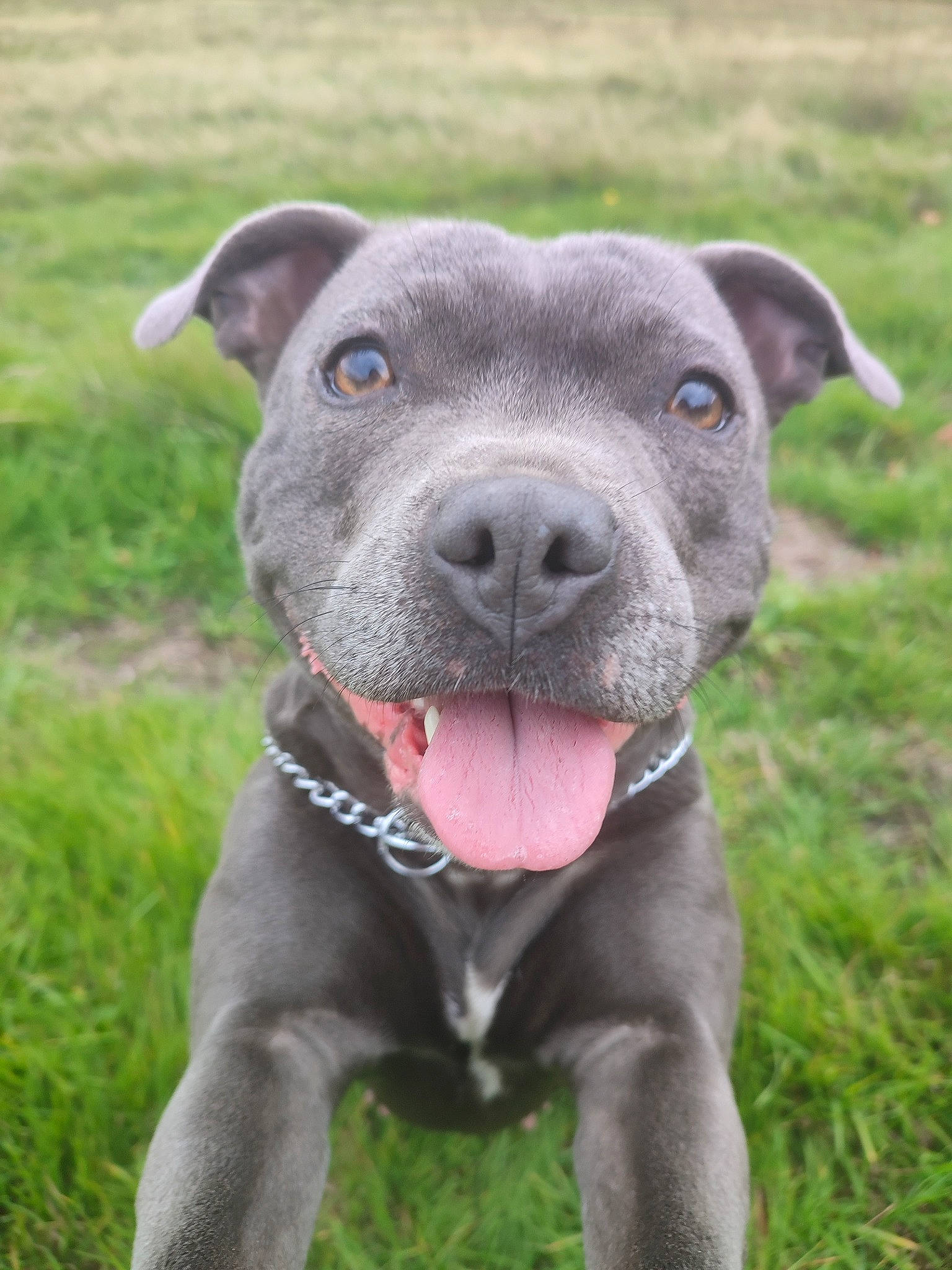 Hera joined the competition — help win amazing prizes! annual_plant, carnivore, collar, companion_dog, dog, dog_breed, dog_collar, fawn, grass, grassland, guard_dog, plant, snout, sporting_group, terrestrial_animal, whiskers, working_animal, working_dog