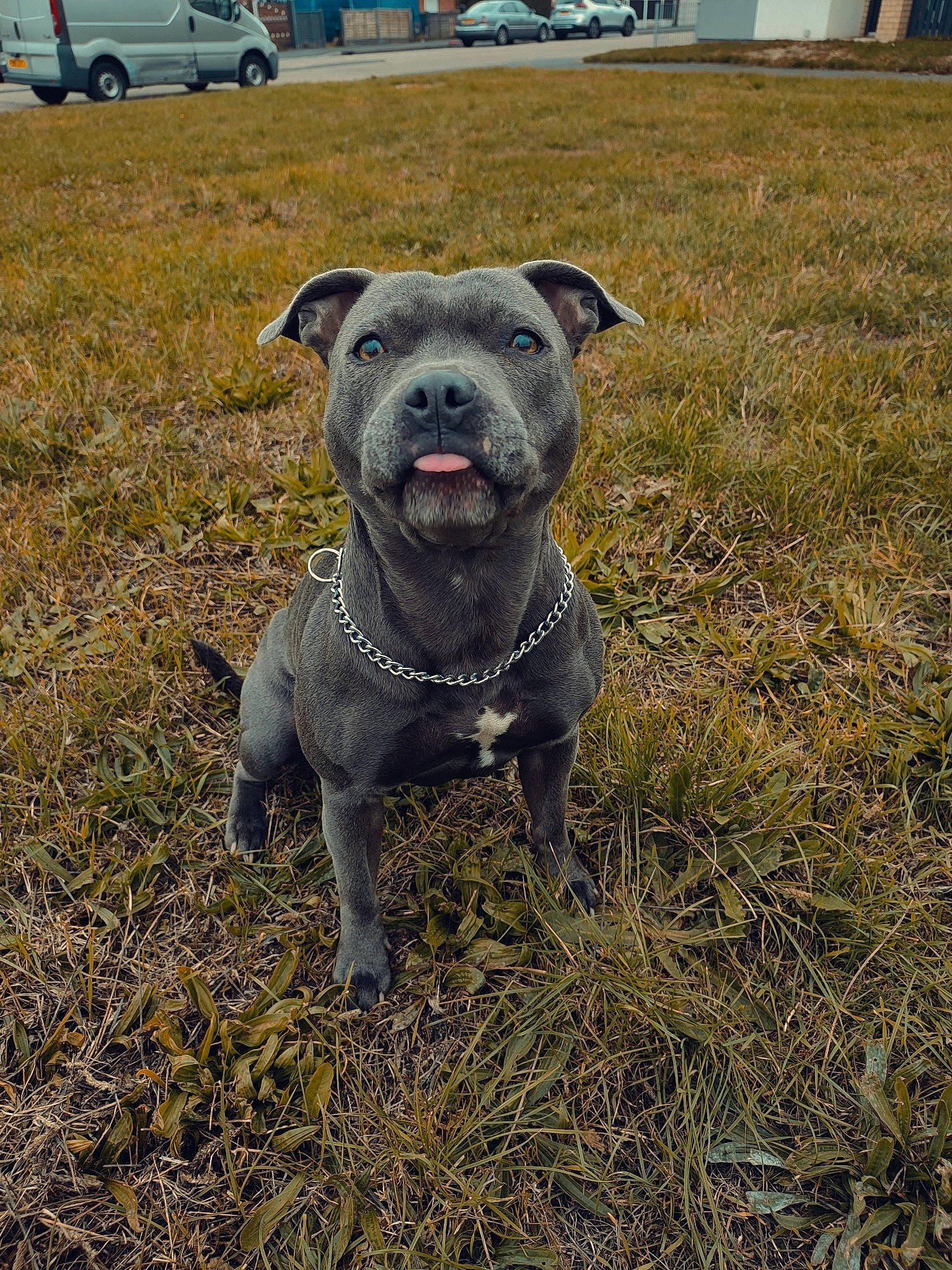 Hera joined the competition — help win amazing prizes! annual_plant, art, canidae, carnivore, collar, companion_dog, dog, dog_breed, dog_collar, fawn, grass, guard_dog, molosser, plant, snout, sporting_group, tire, vehicle, wheel, working_animal