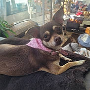 Chanel participe au concours pour gagner de l'argent avec cette photo : bandana, blanket, brown_fur, collar, couch, cozy, cute, dog, ears_up, fur, indoor, looking, natural_light, pet, plant, relaxing, small_dog, soft_texture, toy, window