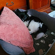 Kenzo a rejoint le concours — aidez-le/la à gagner de superbes lots ! animal, blanket, canine, cat, cockerspaniel, couch, cushion, dog, dogbed, drawer, furniture, hardwood, homedecor, kitten, papillon, pet, puppy, terrier, towel, wood