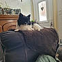 animal, architecture, blanket, building, canine, chair, cockerspaniel, couch, cushion, dog, furniture, homedecor, indoors, interiordesign, livingroom, papillon, pet, photoframe, puppy, room