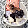 animal, canine, cat, chihuahua, cockerspaniel, cushion, dog, dogbed, homedecor, kitten, papillon, pet, puppy