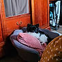 animal, architecture, armchair, baby, building, canine, cat, chair, cockerspaniel, couch, dog, furniture, indoors, livingroom, papillon, person, pet, puppy, room, wood