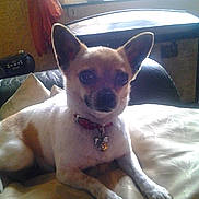 Gucci a rejoint le concours — aidez-le/la à gagner de superbes lots ! carnivoran, chihuahua, corgi_chihuahua, dog, dog_breed, dog_breed_group, dog_like_mammal, miniature_fox_terrier, snout, toy_dog, whiskers