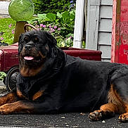 Annie Oakley is registered to the contest to win money with this photo: animal, black_and_tan, canine, dog, flower, fur, garden, grass, laying_down, outdoor, paw, pet, plants, red_vintage_object, resting, rottweiler, sidewalk, tongue_out, tree, vintage_toy_car