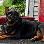 animal, black_and_tan, canine, dog, flower, fur, garden, grass, laying_down, outdoor, paw, pet, plants, red_vintage_object, resting, rottweiler, sidewalk, tongue_out, tree, vintage_toy_car
