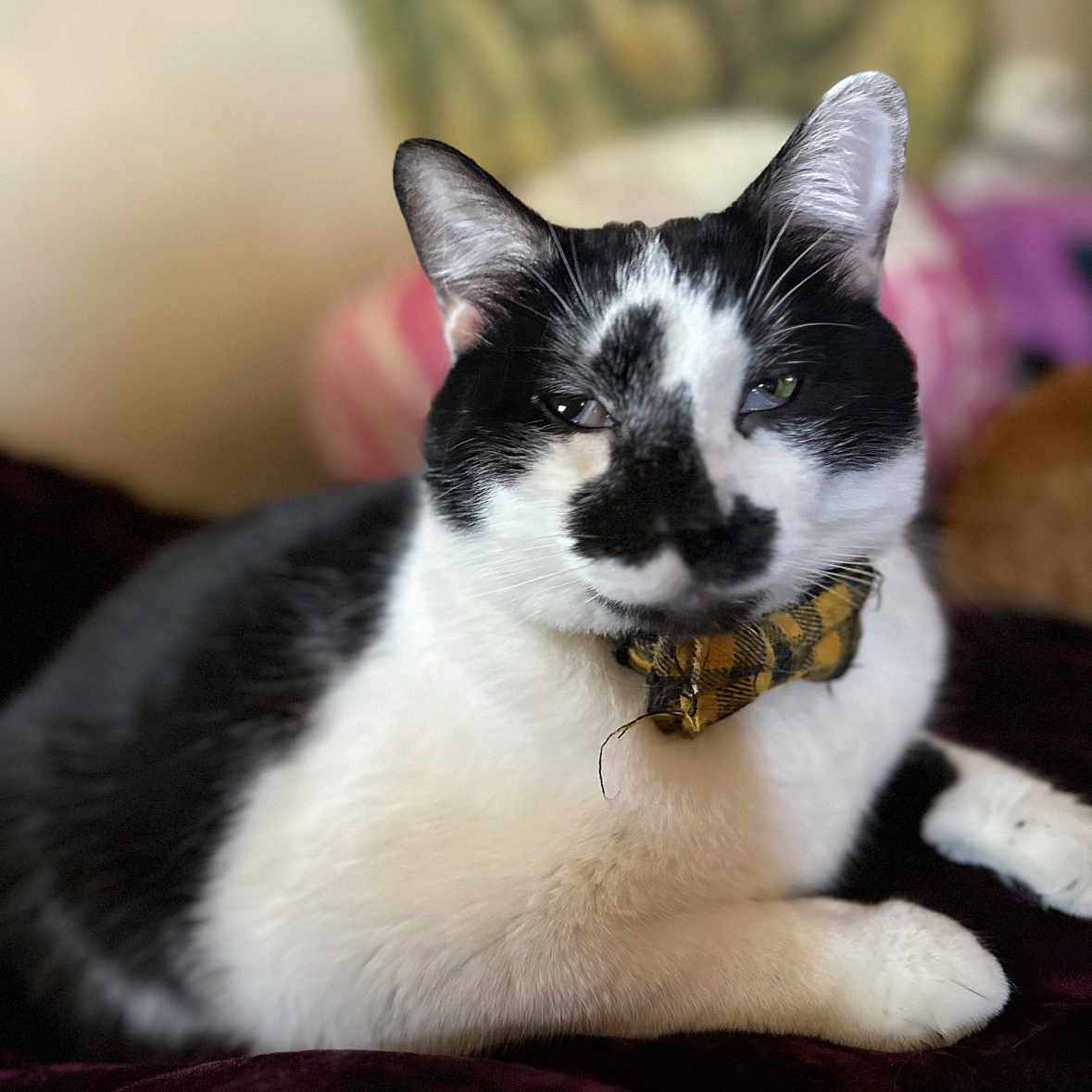 Newt is registered to the contest to win money with this photo: animal, black_and_white, bow_tie, cat, close_up, comfortable, cozy, cute, domestic, feline, fur, indoor, laying_down, mammal, pet, portrait, relaxed, resting, soft_focus, whiskers