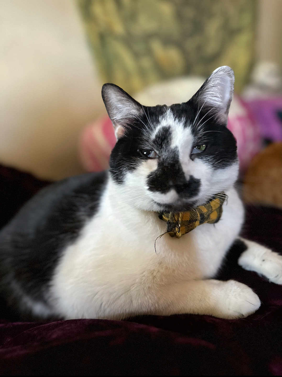 Newt is registered to the contest to win money with this photo: cat, black_and_white, bow_tie, pet, feline, close_up, indoor, laying_down, relaxed, fur, whiskers, cute, portrait, animal, domestic, soft_focus, cozy, comfortable, resting, mammal