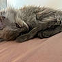 kitten, gray_fur, sleeping, cozy, soft, pink_surface, pet, animal, cute, feline, whiskers, paw, resting, young_cat, indoor, closeup, fur, tiny, adorable, relaxed