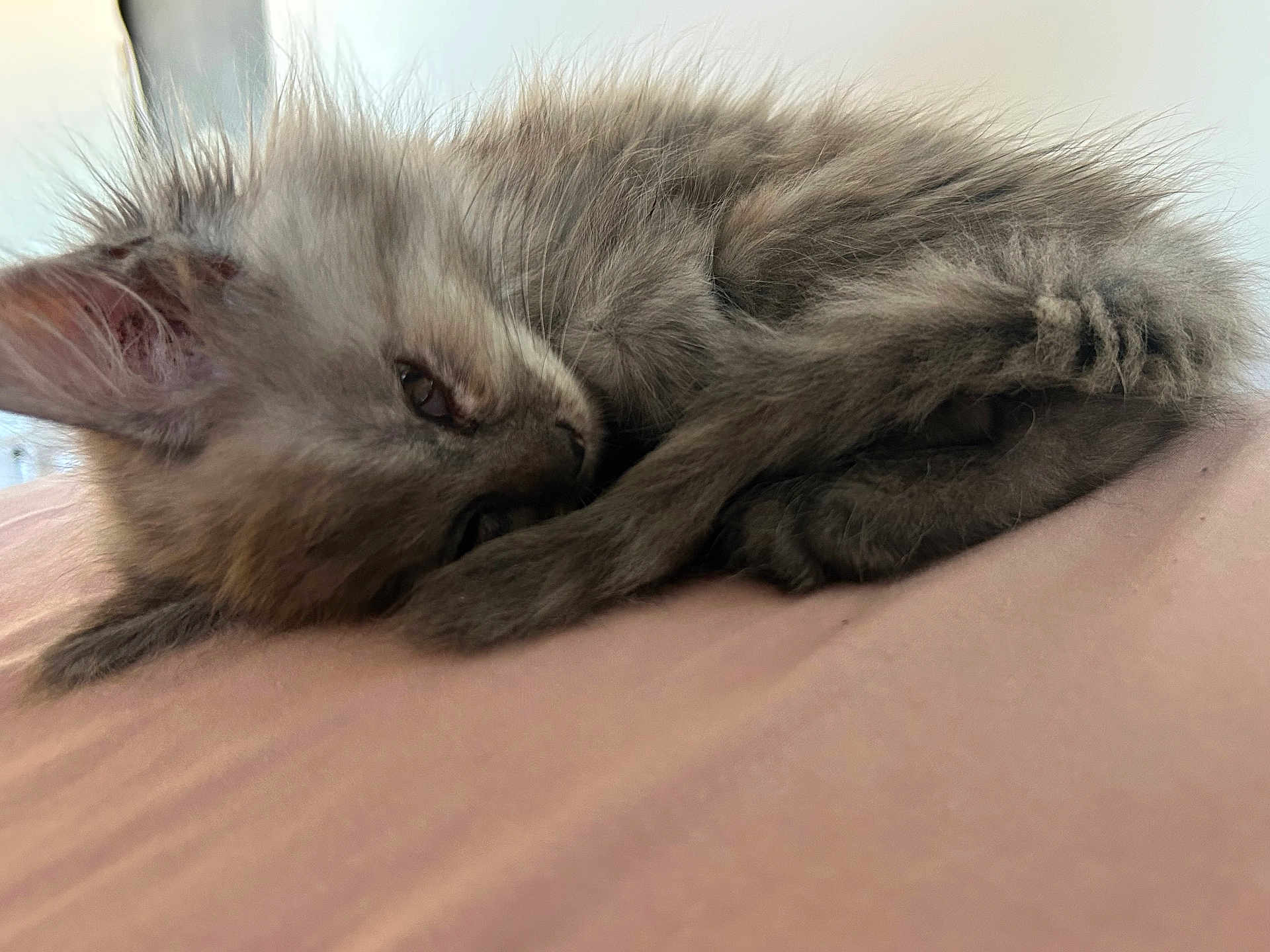 Coco