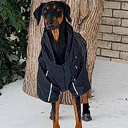 Ivy Flores joined the competition — help win amazing prizes! dog, doberman, snow, tree_trunk, brick_wall, black_jacket, booties, outdoor, winter, canine, pet, animal, standing, cold_weather, fur, ears, paws, nature, leafy_plants, background