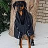 dog, doberman, snow, tree_trunk, brick_wall, black_jacket, booties, outdoor, winter, canine, pet, animal, standing, cold_weather, fur, ears, paws, nature, leafy_plants, background