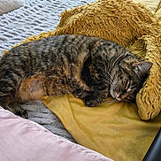 Nova joined the competition — help win amazing prizes! cat, tabby, sleeping, blanket, cushion, yellow, pink, cozy, indoor, pet, fur, resting, soft, comfort, relaxation, feline, animal, home, bed, texture