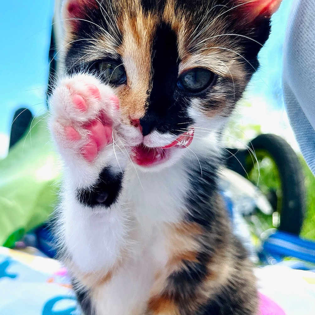 Edie is registered to the contest to win money with this photo: animal, architecture, bodypart, building, cat, face, grass, head, kitten, manx, mouth, outdoors, person, pet, photography, plant, portrait, shelter, summer, tongue