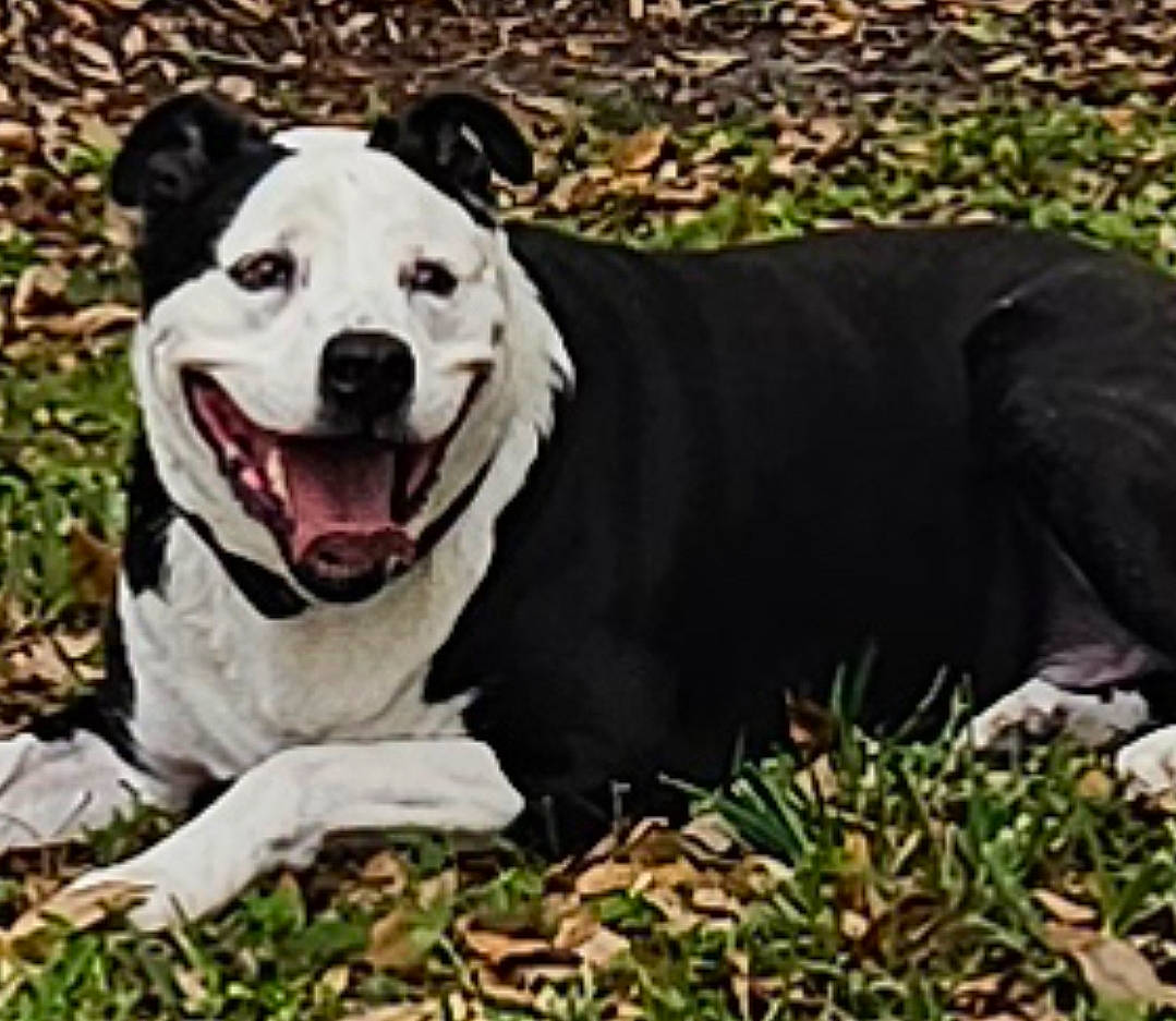 Ollie joined the competition — help win amazing prizes! canidae, carnivore, collar, companion_dog, dog, dog_breed, dog_collar, dog_supply, fang, grass, jaw, pet_supply, plant, roar, snout, sporting_group, terrestrial_animal, whiskers, working_animal, working_dog