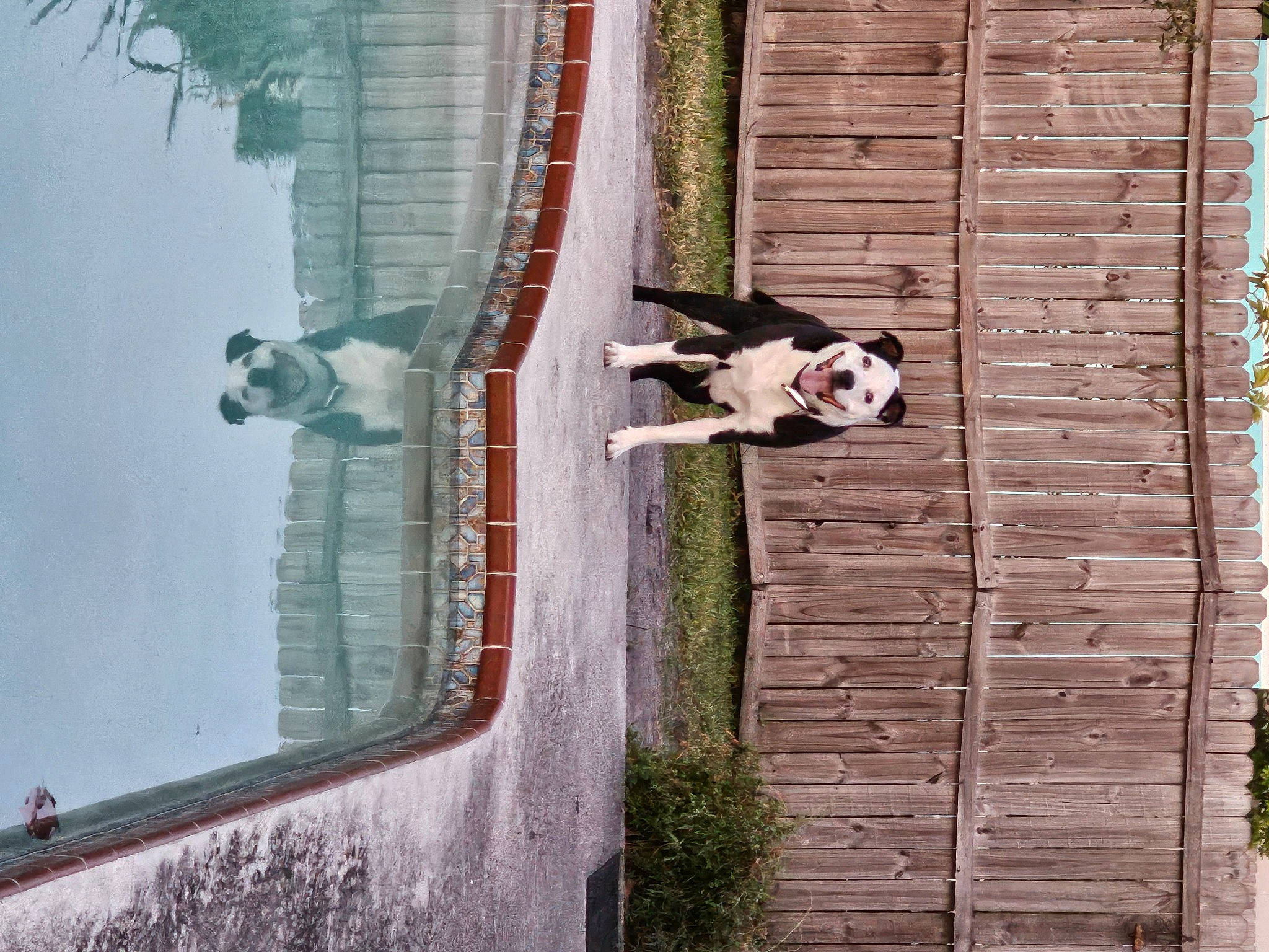 Ollie joined the competition — help win amazing prizes! building, carnivore, companion_dog, dog, dog_breed, door, facade, house, pet_supply, plant, reflection, sash_window, siding, sky, tail, tree, twig, water, window, wood