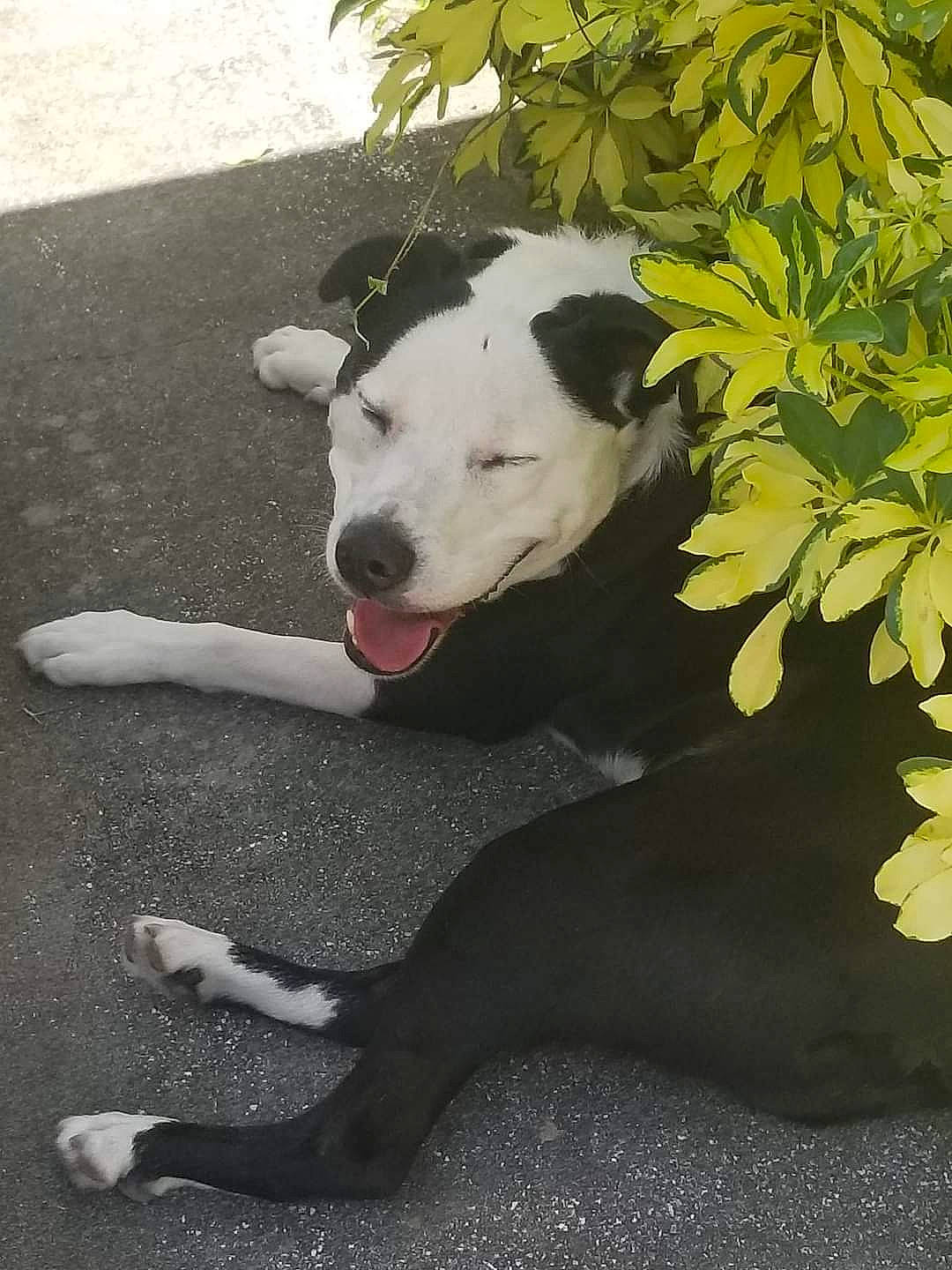 Ollie is registered to the contest to win money with this photo: canidae, carnivore, collar, companion_dog, dog, dog_breed, dog_collar, foot, grass, human_leg, monochrome_photography, plant, road_surface, shadow, sporting_group, tail, terrestrial_animal, tints_and_shades, working_animal, working_dog