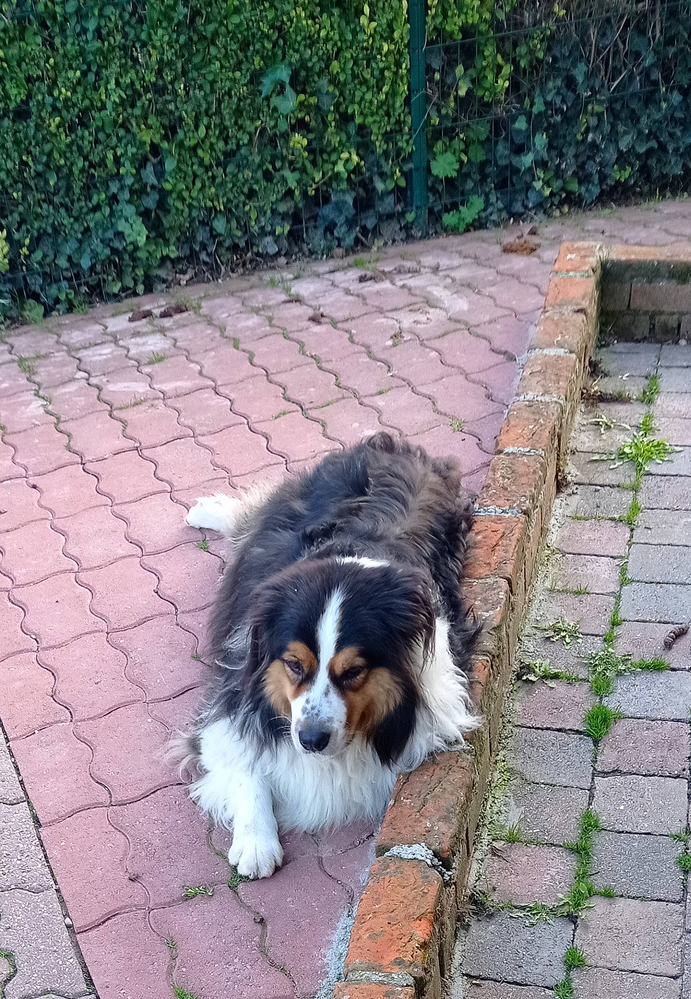 Norman a rejoint le concours — aidez-le/la à gagner de superbes lots ! asphalt, carnivore, companion_dog, dog, dog_breed, flagstone, fur, grass, groundcover, herding_dog, king_charles_spaniel, miniature_australian_shepherd, plant, road_surface, scotch_collie, sidewalk, sporting_group, terrestrial_animal, toy_dog, whiskers