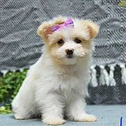Millie is registered to the contest to win money with this photo: puppy, dog, bow, fluffy, white, cute, pet, animal, sitting, young, adorable, indoor, portrait, small, fur, face, ears, background, blue_surface, patterned_background