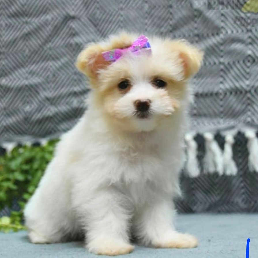 Millie is registered to the contest to win money with this photo: adorable, animal, background, blue_surface, bow, cute, dog, ears, face, fluffy, fur, indoor, patterned_background, pet, portrait, puppy, sitting, small, white, young