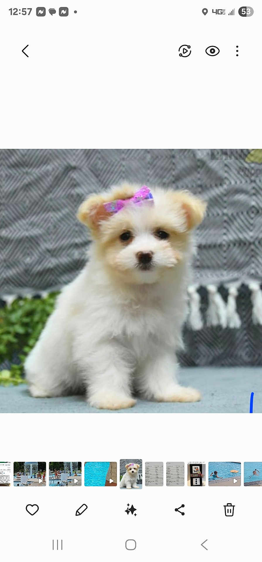 Millie is registered to the contest to win money with this photo: puppy, dog, bow, fluffy, white, cute, pet, animal, sitting, young, adorable, indoor, portrait, small, fur, face, ears, background, blue_surface, patterned_background