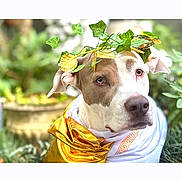 Athena joined the competition — help win amazing prizes! dog, pet, portrait, closeup, greenery, wreath, costume, gold_fabric, plant, leaves, garden, bokeh, brown_and_white, face, eyes, outdoor, potted_plant, screenshot, phone_ui, tiktok_thumbnail