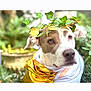 dog, pet, portrait, closeup, greenery, wreath, costume, gold_fabric, plant, leaves, garden, bokeh, brown_and_white, face, eyes, outdoor, potted_plant, screenshot, phone_ui, tiktok_thumbnail