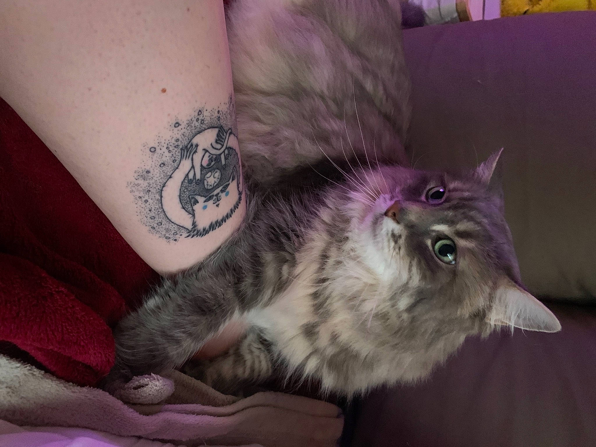 Loustique a rejoint le concours — aidez-le/la à gagner de superbes lots ! carnivore, cat, comfort, domestic_short_haired_cat, elbow, felidae, fur, grey, human_leg, paw, purple, sleeve, small_to_medium_sized_cats, snout, tail, tattoo, temporary_tattoo, vertebrate, whiskers, wrist