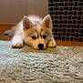 puppy, dog, husky, blue_eyes, lying_down, indoor, rug, floor, furniture, pattern, cute, fluffy, pet, animal, young, cozy, resting, ears, nose, wooden_floor