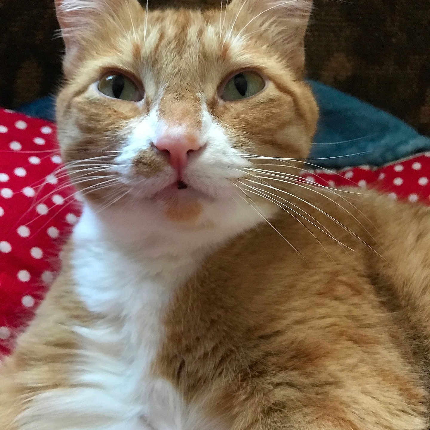 Bracket is registered to the contest to win money with this photo: animal, blanket, cat, close_up, cozy, cute, domestic_animal, feline, fur, indoor, mammal, orange_cat, pet, polka_dot, portrait, red, relaxed, resting, whiskers, white_fur