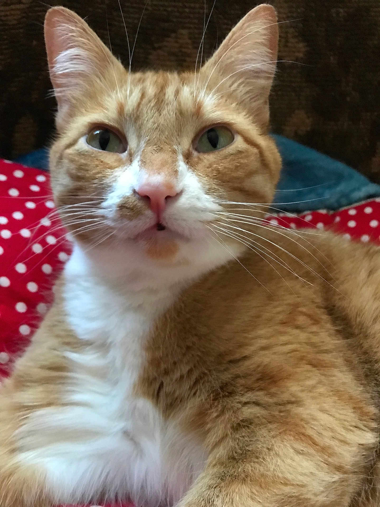 Bracket is registered to the contest to win money with this photo: cat, orange_cat, white_fur, close_up, whiskers, pet, animal, feline, relaxed, indoor, blanket, polka_dot, red, cozy, fur, cute, mammal, portrait, resting, domestic_animal