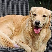 Rio participe au concours pour gagner de l'argent avec cette photo : dog, golden_retriever, outdoor, chair, pet, animal, canine, fur, tongue_out, happy, relaxed, nature, greenery, leaf, wicker, summer, sunlight, portrait, resting, domestic_animal