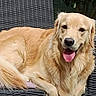 dog, golden_retriever, outdoor, chair, pet, animal, canine, fur, tongue_out, happy, relaxed, nature, greenery, leaf, wicker, summer, sunlight, portrait, resting, domestic_animal