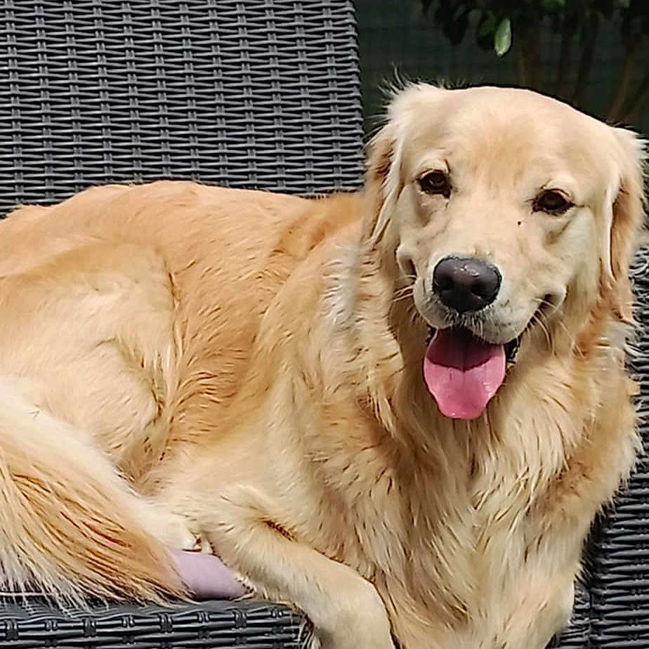 Rio participe au concours pour gagner de l'argent avec cette photo : dog, golden_retriever, outdoor, chair, pet, animal, canine, fur, tongue_out, happy, relaxed, nature, greenery, leaf, wicker, summer, sunlight, portrait, resting, domestic_animal