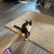Sunshine is registered to the contest to win money with this photo: cat, black_and_white, carpet, flooring, wooden_floor, indoor, pet, animal, curious, sitting, purple_slipper, leg, home, cozy, furniture, container, storage, cleaning_tool, light, shadow