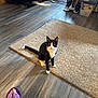 cat, black_and_white, carpet, flooring, wooden_floor, indoor, pet, animal, curious, sitting, purple_slipper, leg, home, cozy, furniture, container, storage, cleaning_tool, light, shadow