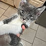 kitten, cat, gray, white, fur, whiskers, ears, eyes, pet, animal, cute, young, holding, hand, indoor, tile_floor, cabinet, curious, closeup, portrait